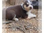Siberian Husky PUPPY FOR SALE ADN-794554 - Husky pups