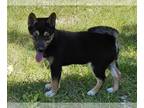 Shiba Inu PUPPY FOR SALE ADN-794557 - Shiba Inu puppy for sale