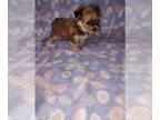 Morkie PUPPY FOR SALE ADN-794571 - Girl morkie puppy