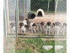 German Shorthaired Pointer PUPPY FOR SALE ADN-794573 - GSP Pups For Sale