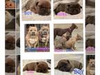 American Bully PUPPY FOR SALE ADN-794601 - American Bully Pups