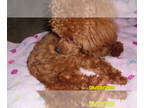 Poodle (Toy) PUPPY FOR SALE ADN-794621 - Poodle Red Purebred Female 5lb