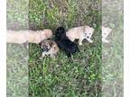 Maltipoo PUPPY FOR SALE ADN-794629 - MaltiPoo pups for sale