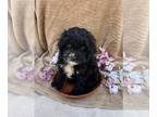 Cavapoo PUPPY FOR SALE ADN-794630 - Two Cavapoo Puppies for sale