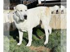 Central Asian Shepherd Dog PUPPY FOR SALE ADN-794635 - Central Asian Shepherd