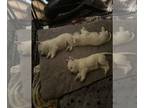 West Highland White Terrier PUPPY FOR SALE ADN-794655 - Wild Wonderful Westies
