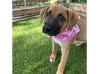 Adopt Happy a Black Mouth Cur, Boxer