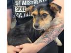 Adopt Chole a Yorkshire Terrier, Dachshund