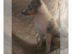 Shetland Sheepdog PUPPY FOR SALE ADN-794709 - Blue Merle Male