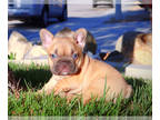 French Bulldog PUPPY FOR SALE ADN-794725 - AKC FLUFFY FRENCHIE PUPPIES FLUFFY