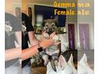 German Shepherd Dog PUPPY FOR SALE ADN-794736 - Gemma