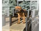 Cane Corso PUPPY FOR SALE ADN-794770 - Male Cane Corso Italian Mastiff Puppy