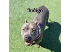 Adopt Indigo a American Staffordshire Terrier, Mixed Breed