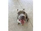 Adopt Rosey a Pit Bull Terrier, Mixed Breed