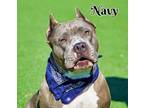 Adopt Navy a American Staffordshire Terrier, Mixed Breed