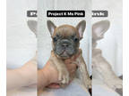French Bulldog PUPPY FOR SALE ADN-794782 - French Bulldog Pups