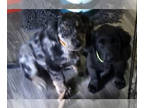 Gollie PUPPY FOR SALE ADN-794791 - 2 Coltriever Border Retriever pups available