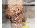 Poodle (Toy) DOG FOR ADOPTION ADN-794720 - Poodle Puppy Male Red Purebred
