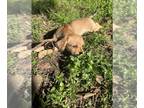 ShiChi DOG FOR ADOPTION ADN-794465 - Free Puppy Last One