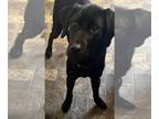 Labrador Retriever DOG FOR ADOPTION ADN-794447 - Black lab looking for a new