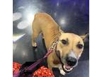 Adopt Shelly a Mixed Breed