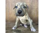 Adopt Landon a American Staffordshire Terrier, Mixed Breed