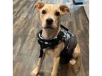 Adopt Pru a American Staffordshire Terrier, Mixed Breed