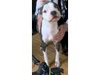Adopt Coconut a Pit Bull Terrier, Mixed Breed