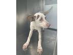Adopt 56068098 a Carolina Dog, Mixed Breed