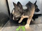 Adopt Serena a German Shepherd Dog, Mixed Breed
