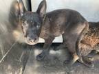 Adopt Truffles a German Shepherd Dog, Mixed Breed