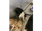 Adopt Pup 3 a Labrador Retriever, Mixed Breed