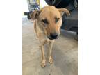 Adopt Milly a German Shepherd Dog, Mixed Breed