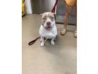 Adopt Coco Marie a Pit Bull Terrier, Mixed Breed