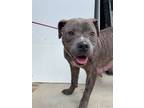 Adopt 56071557 a Pit Bull Terrier, Mixed Breed