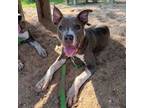 Adopt Lewis a Pit Bull Terrier, Mixed Breed