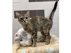 Adopt Sprout a Domestic Short Hair