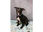 Adopt Salsa a Pit Bull Terrier, Mixed Breed
