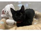 Adopt Adeline a Domestic Short Hair