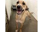 Adopt Cleo a Black Mouth Cur