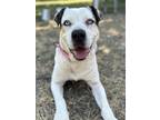 Adopt Tia a American Staffordshire Terrier, Mixed Breed