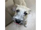 Adopt Fluffy a Wirehaired Terrier
