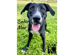 Adopt Sadie Mae a Great Dane, Catahoula Leopard Dog