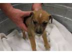 Adopt Foxy a Black Mouth Cur, Mixed Breed