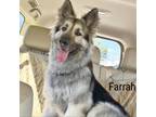 Adopt Farrah a German Shepherd Dog, Husky