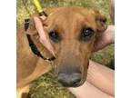 Adopt Rosie a Bluetick Coonhound, Redbone Coonhound