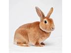 Adopt Roo a Bunny Rabbit