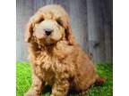 Mutt Puppy for sale in Donnellson, IA, USA