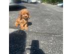 Cavapoo Puppy for sale in Rockville, MD, USA