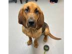Adopt Tink a Bloodhound